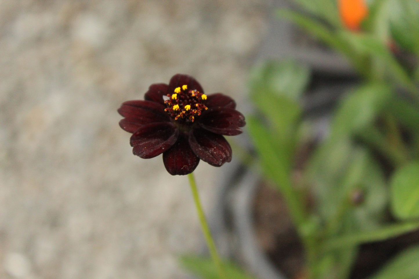 Cosmos atrosanguineus Black Magic