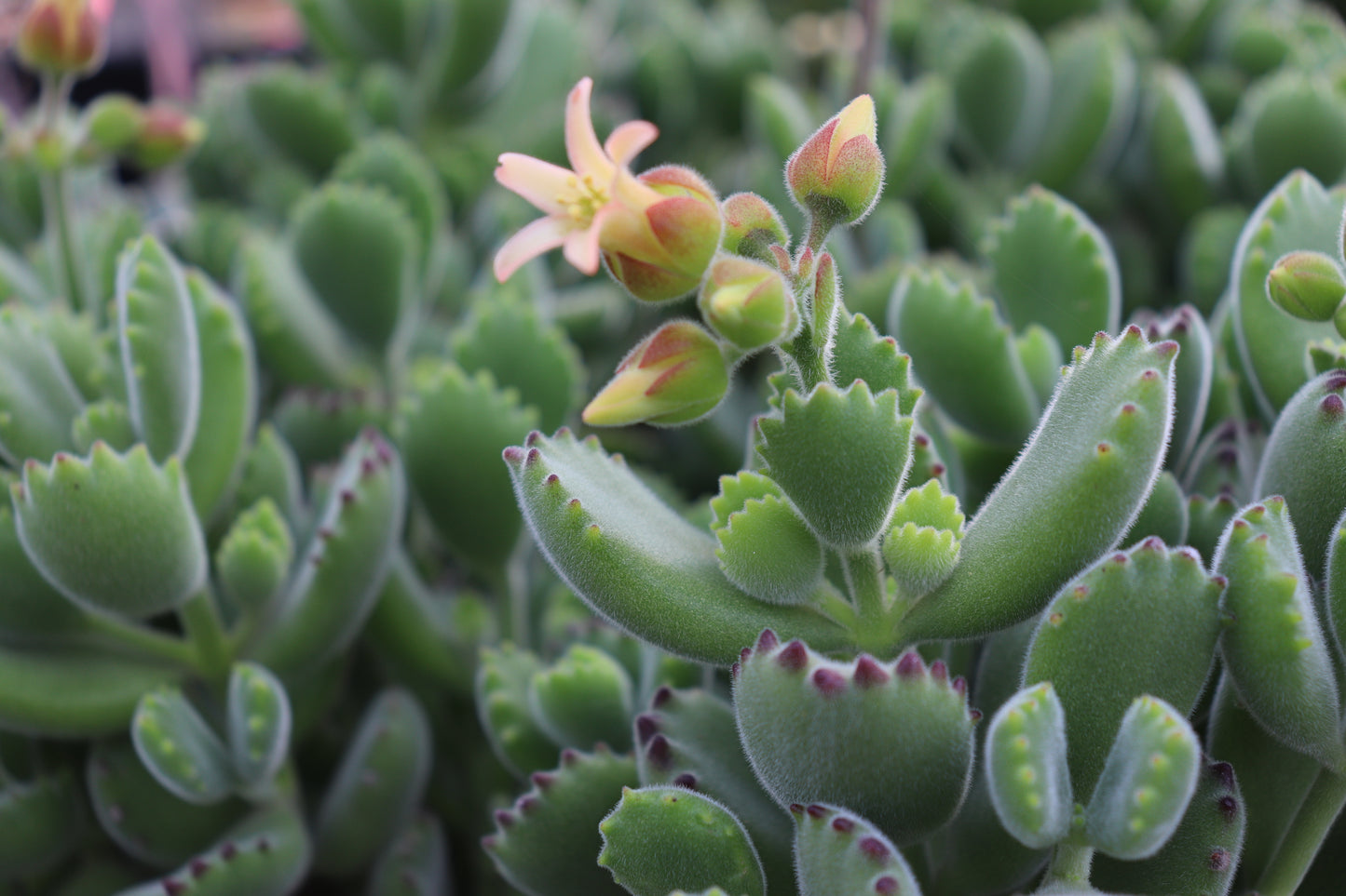 Cotyledon ladismithiensis 2