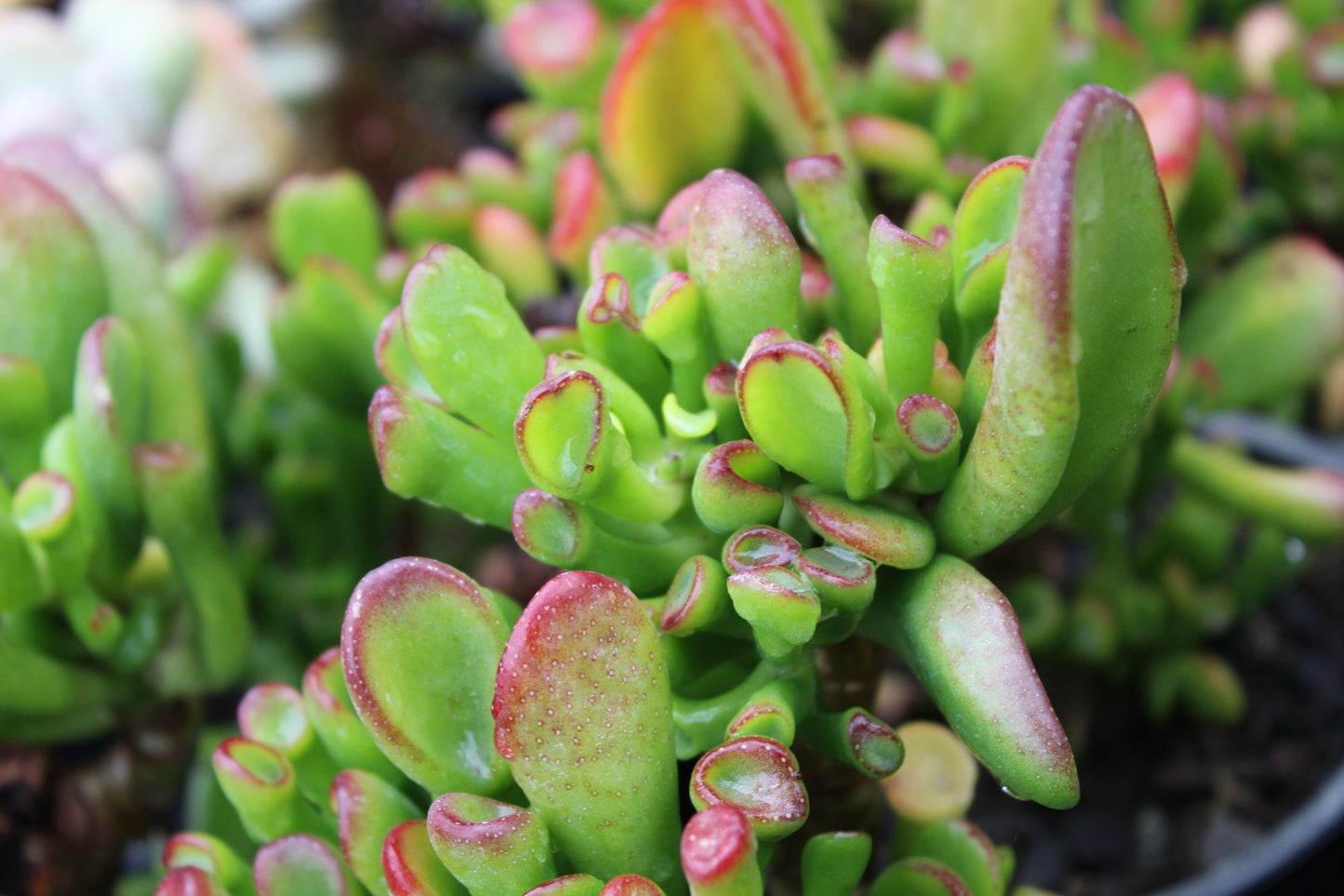 Crassula Gollum