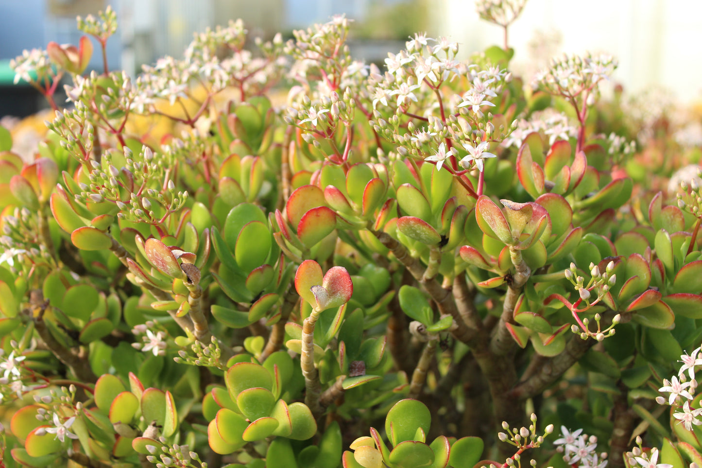 Crassula Jade Sunset 2