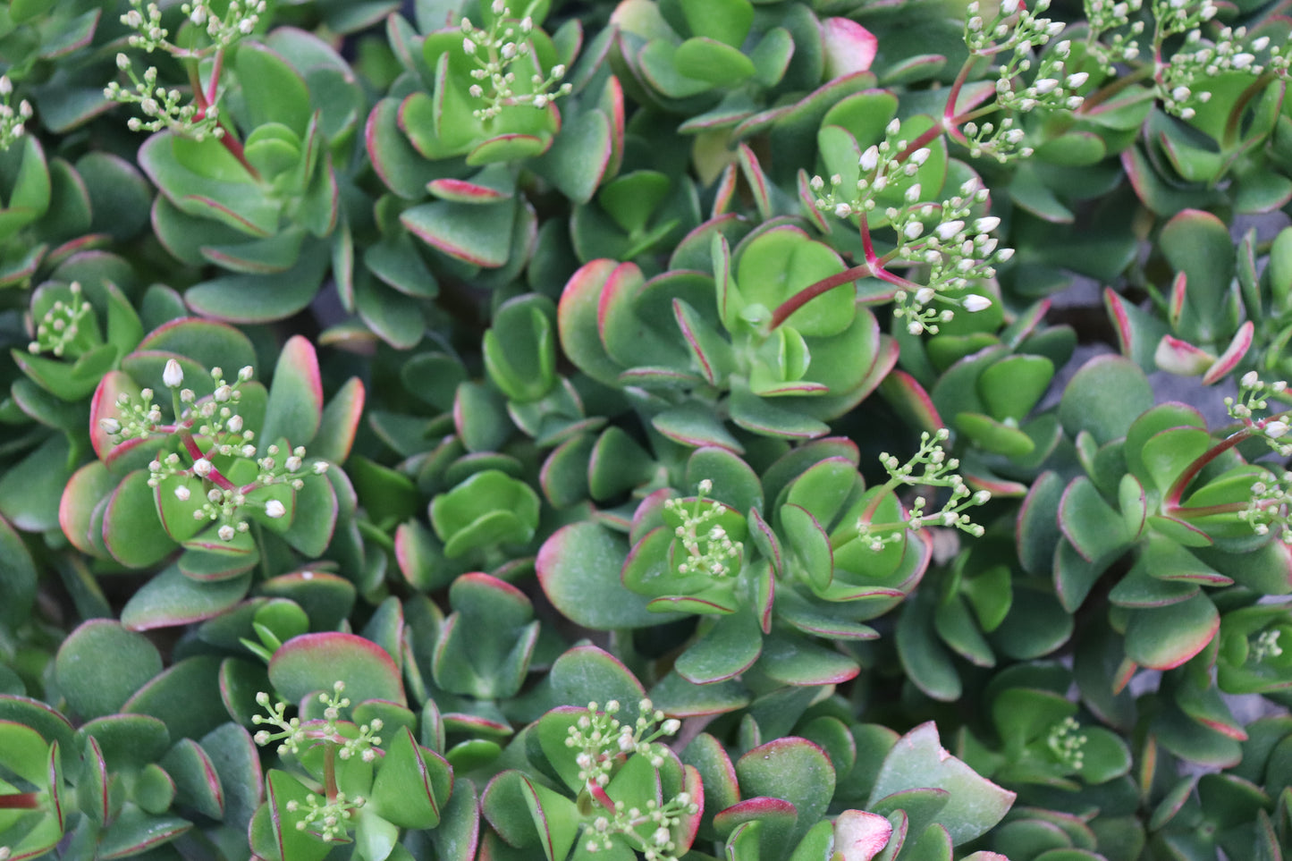 Crassula ovata White Flowers 2