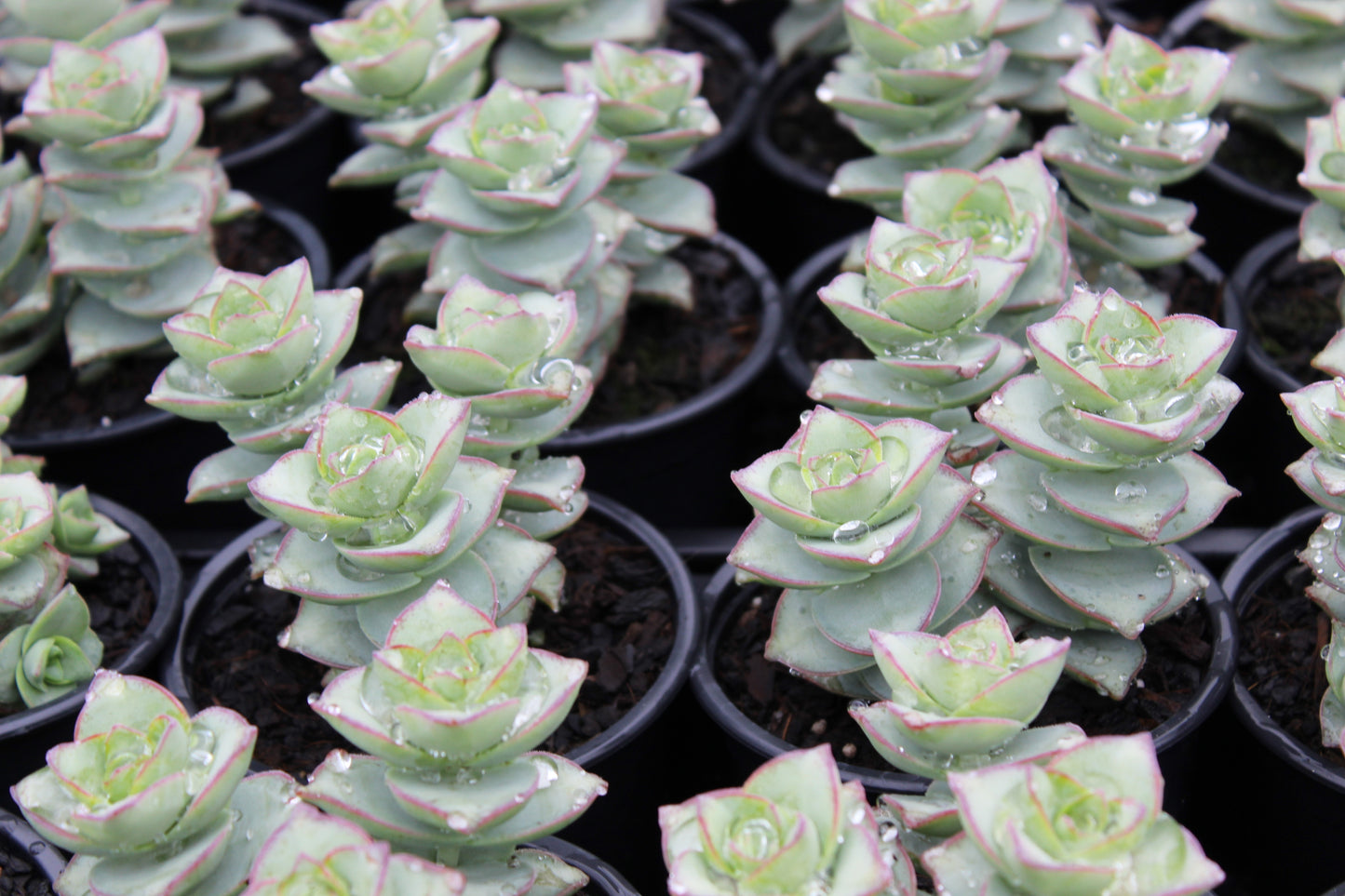 Crassula perforata