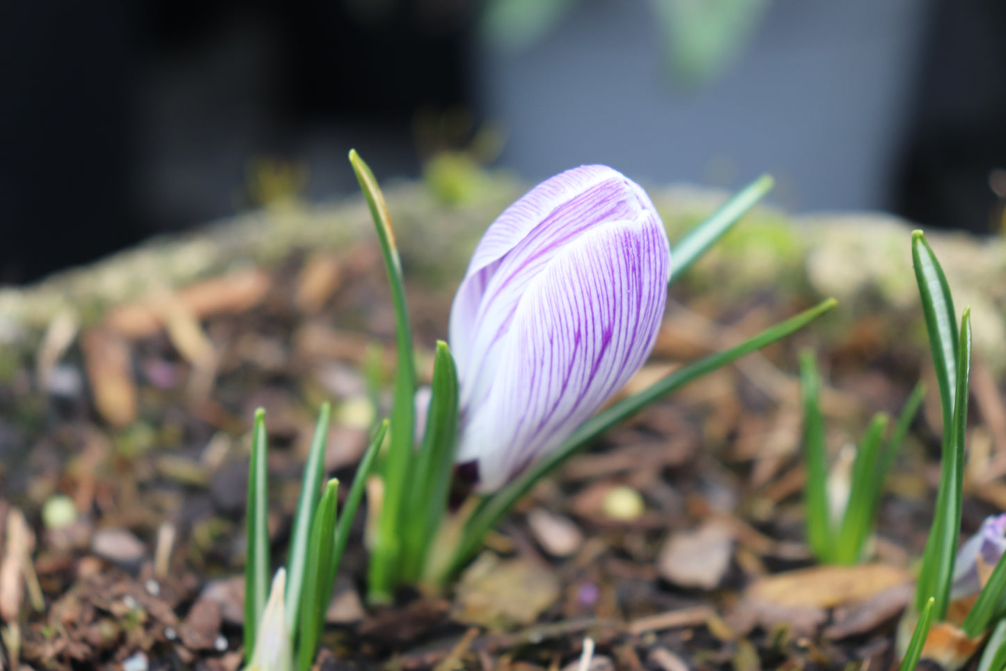 Crocus Pickwick