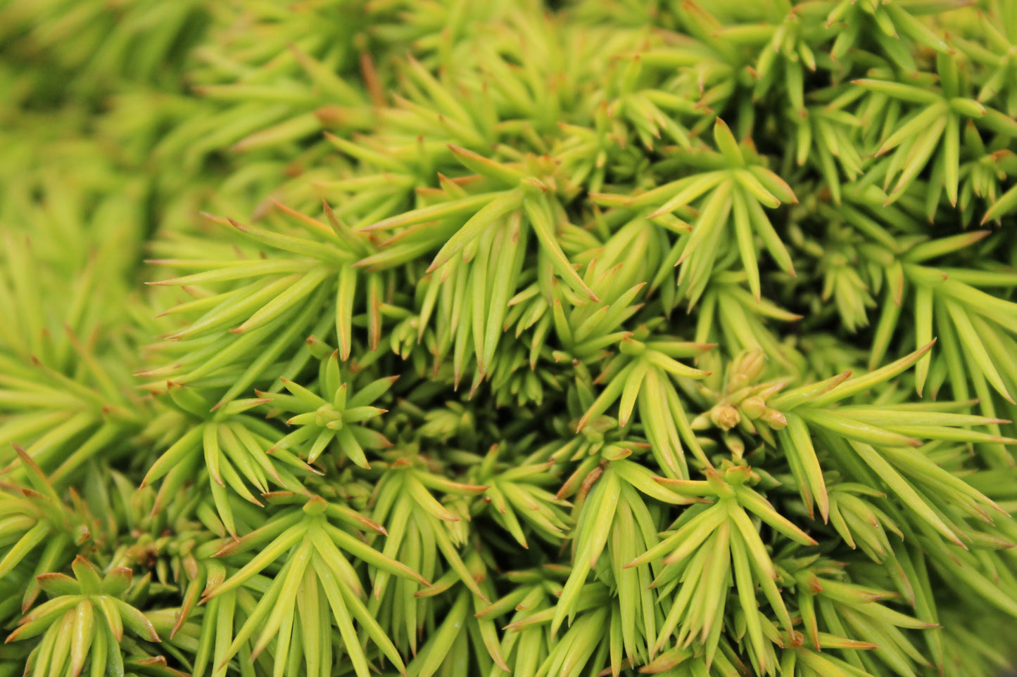 Cryptomeria japonica Tenzan