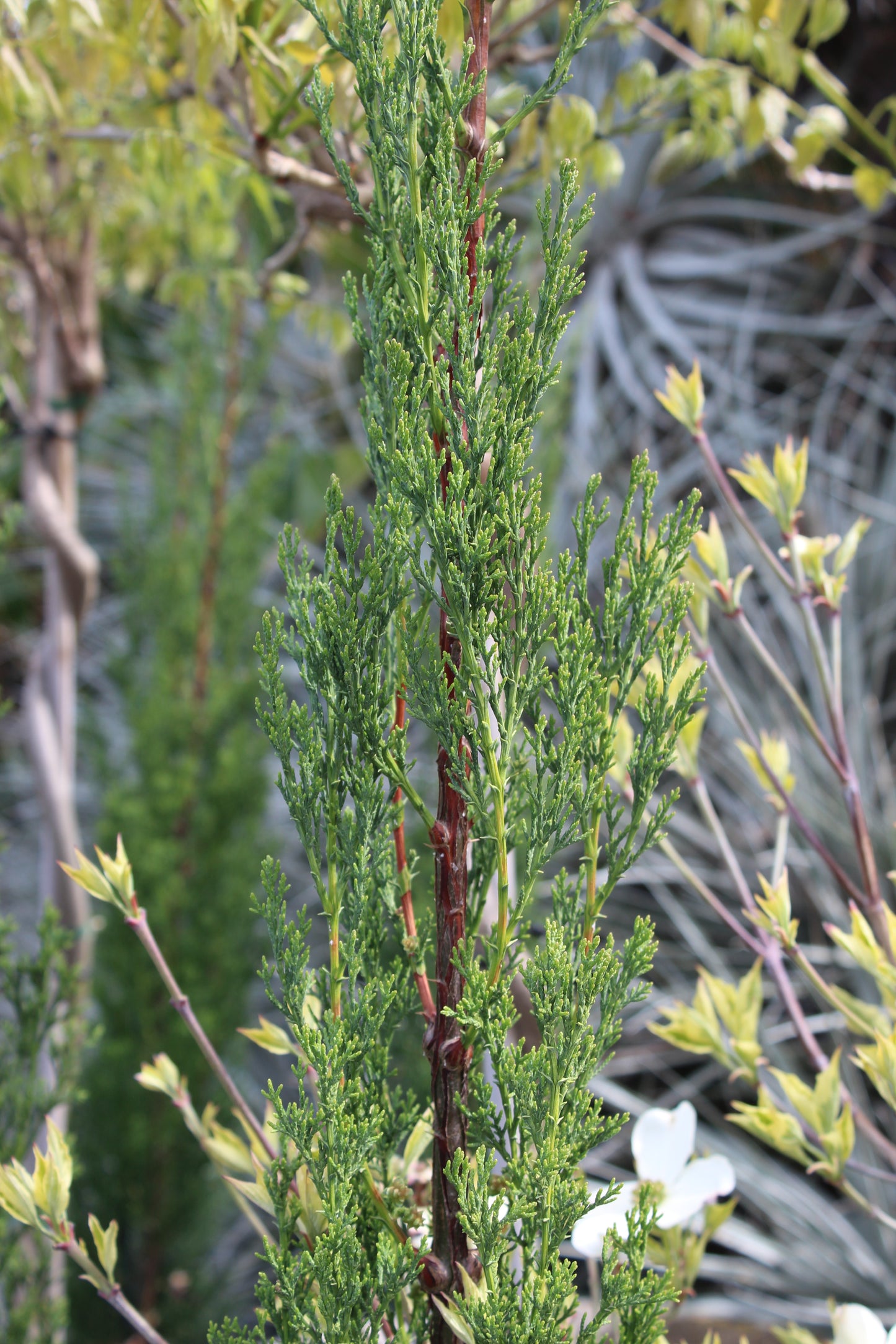 Cupressus Green Arrow 3