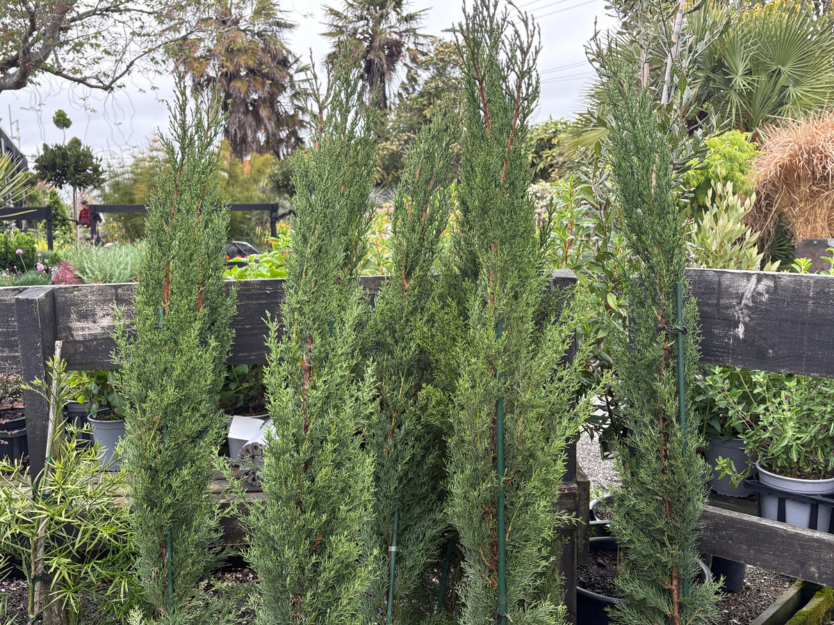 Cupressus sempervirens Glauca