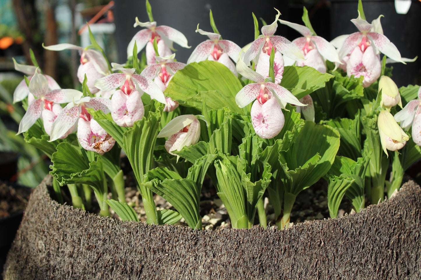 Cypripedium formosanum 3