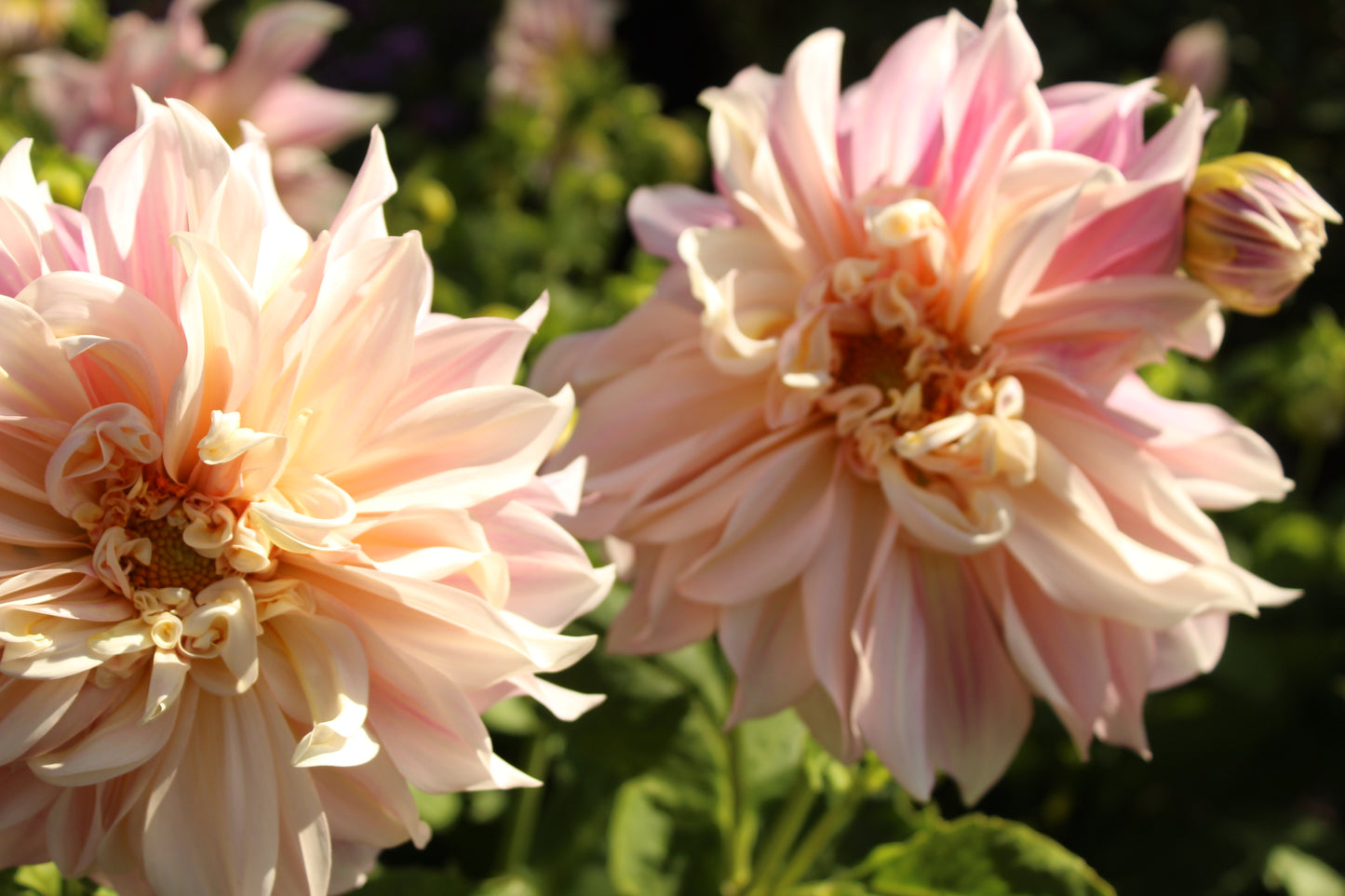 Dahlia Cafe au lait 3