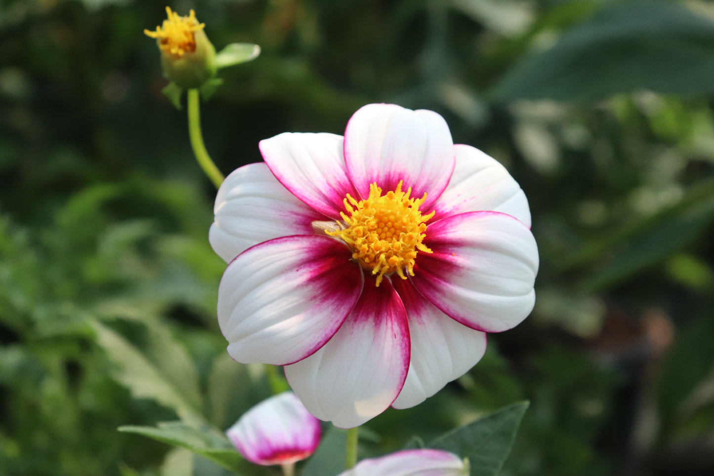 Dahlia Cupido