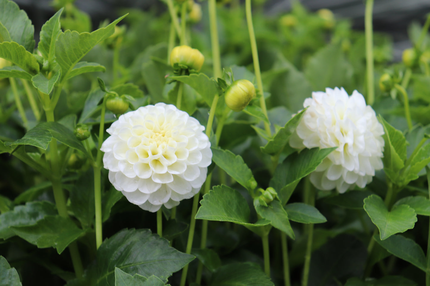Dahlia Snow Flake 2