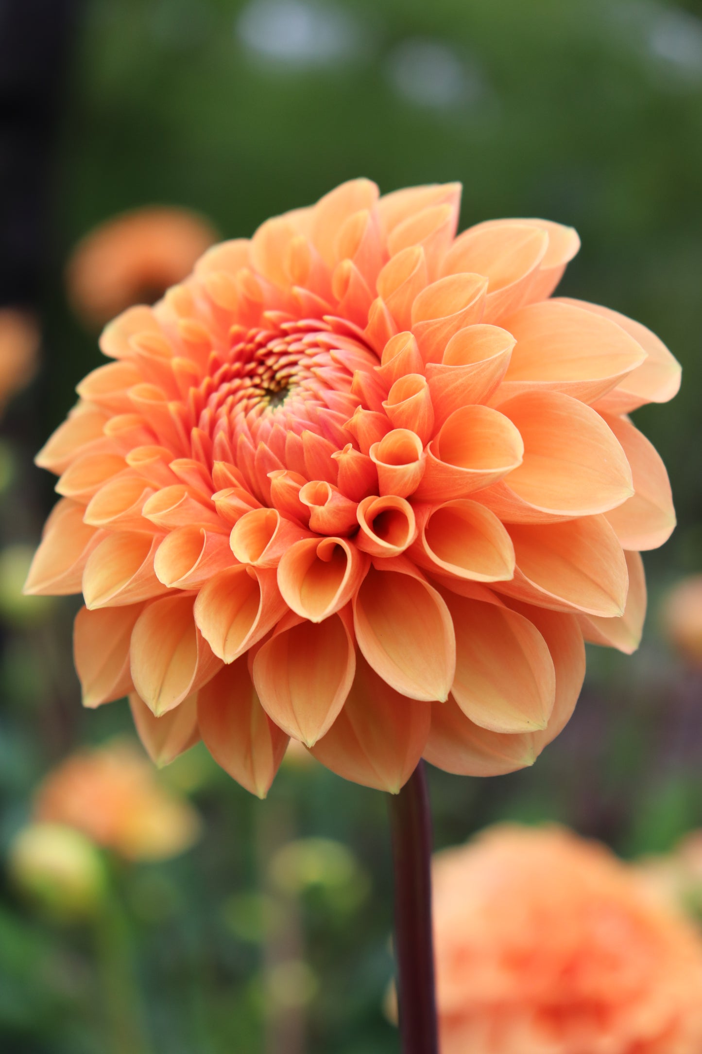Dahlia Sylvia 2