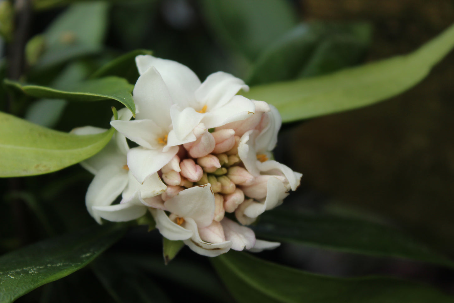 Daphne perfume princess white 3