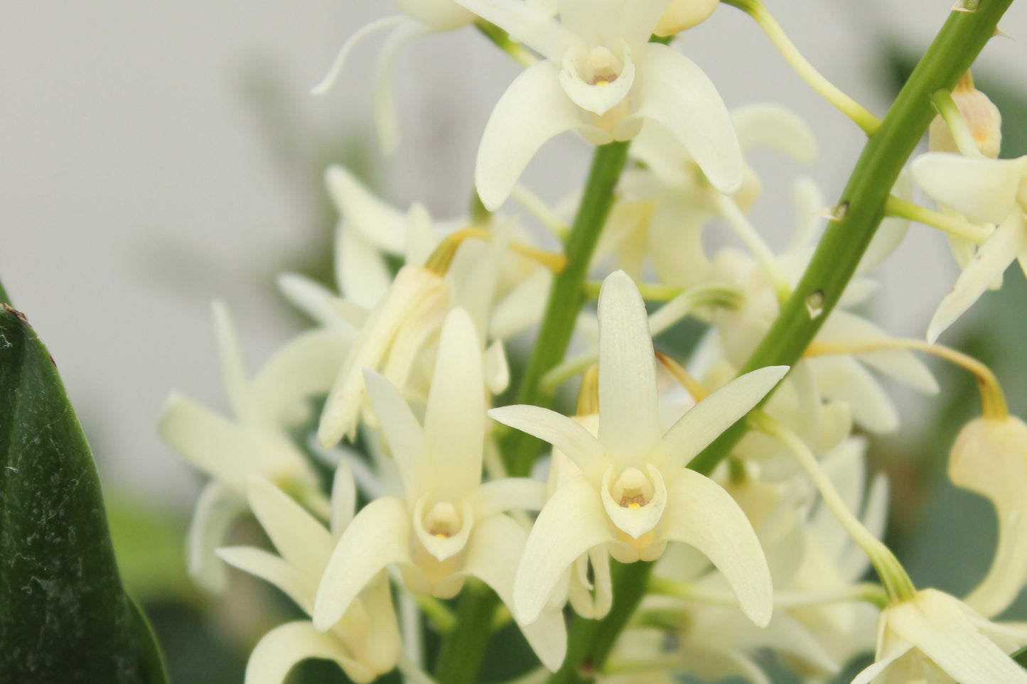 Dendrobium kingianum Alba 3