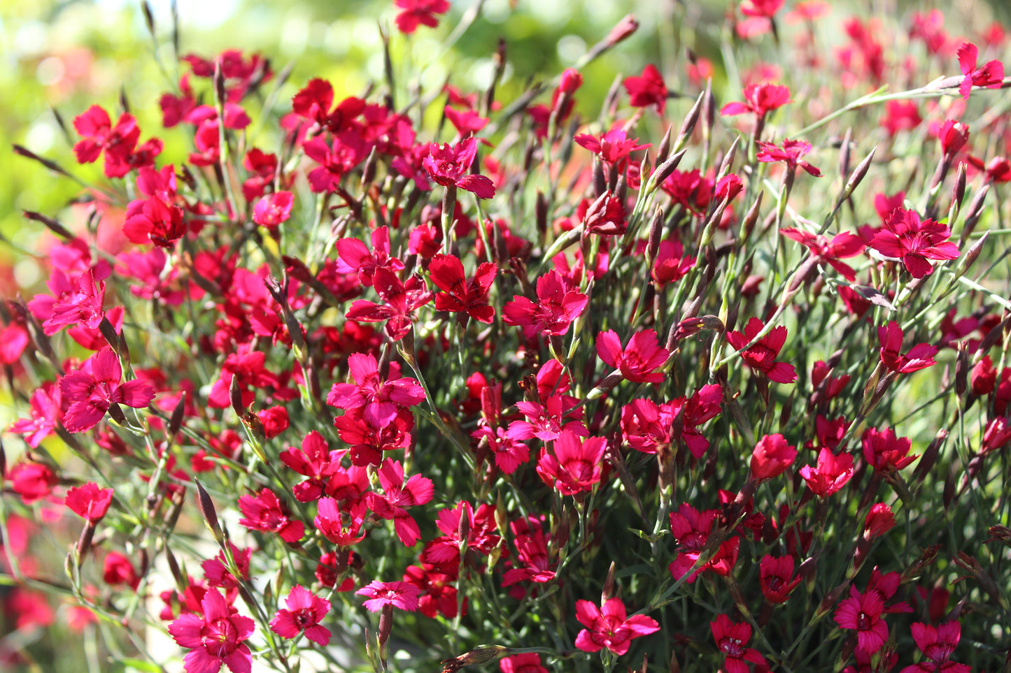 Dianthus Flashing Lights 4