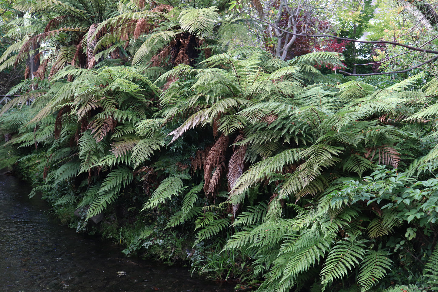 Dicksonia squarrosa 5