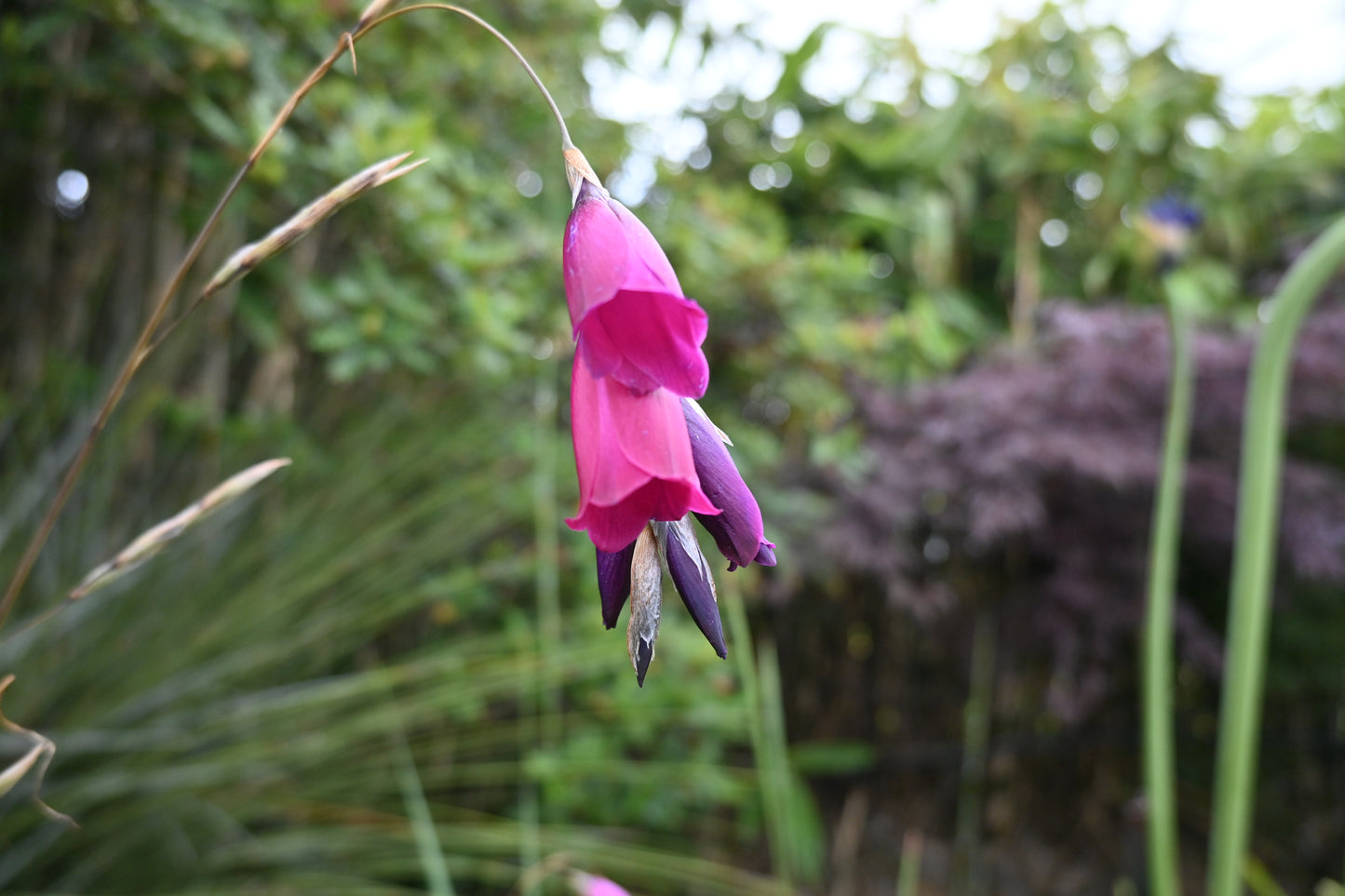 Dierama pulcherrimum