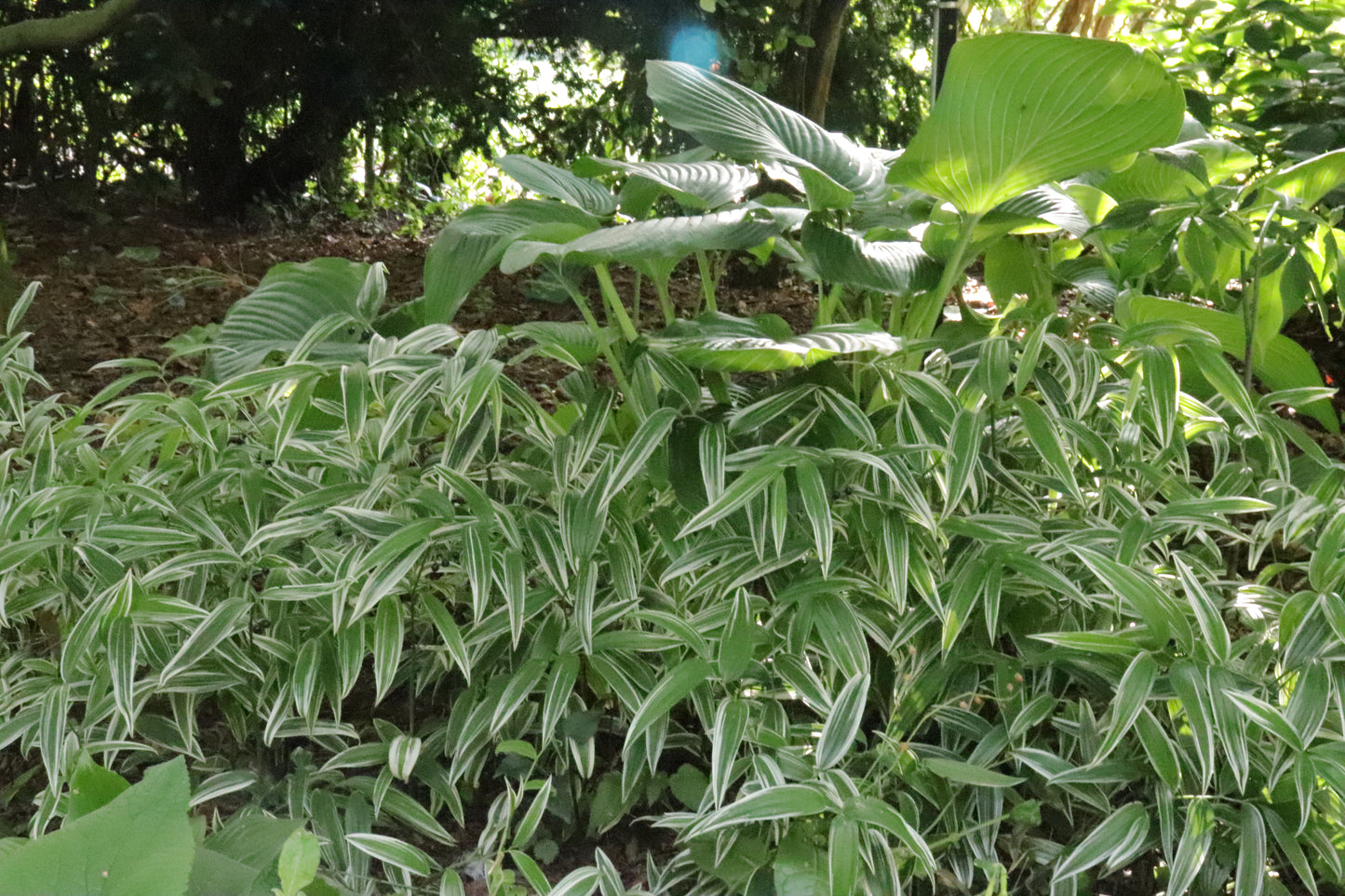 Disporum Sessile Variegata 2