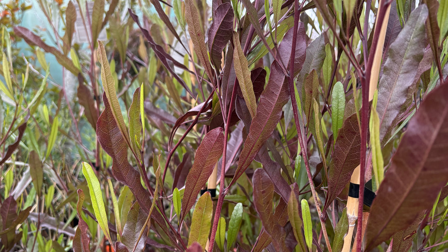 Dodonaea viscosa Purpurea