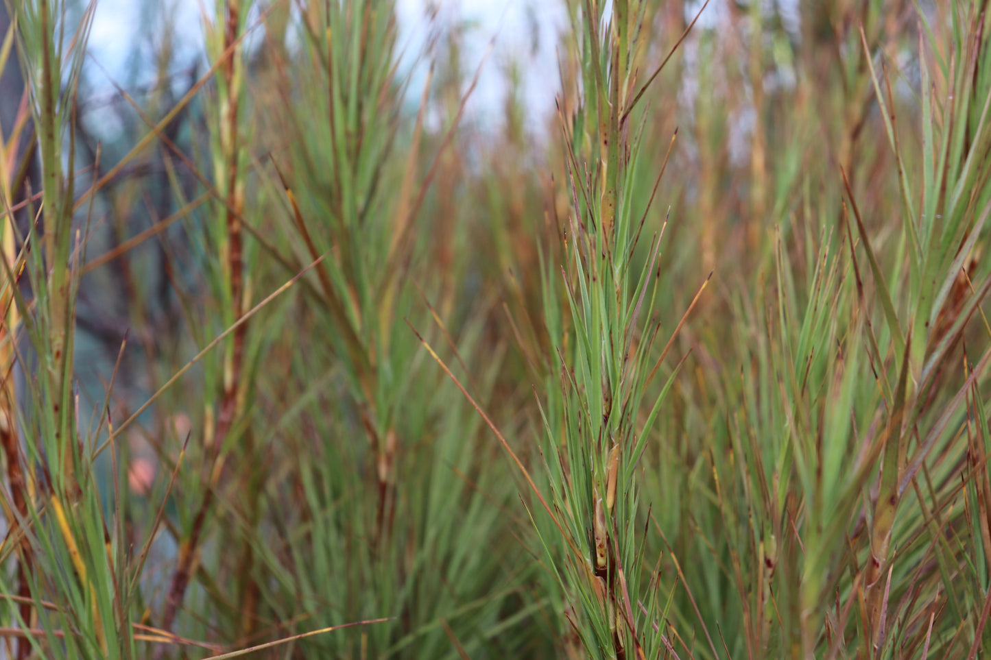 Dracophyllum longifolium 3
