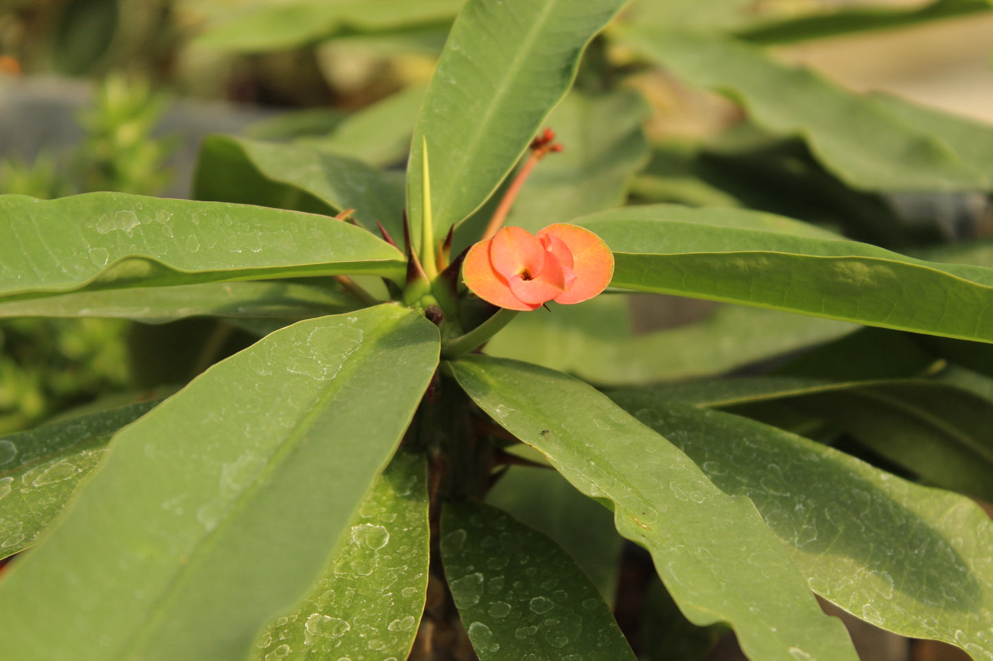 Euphorbia milii
