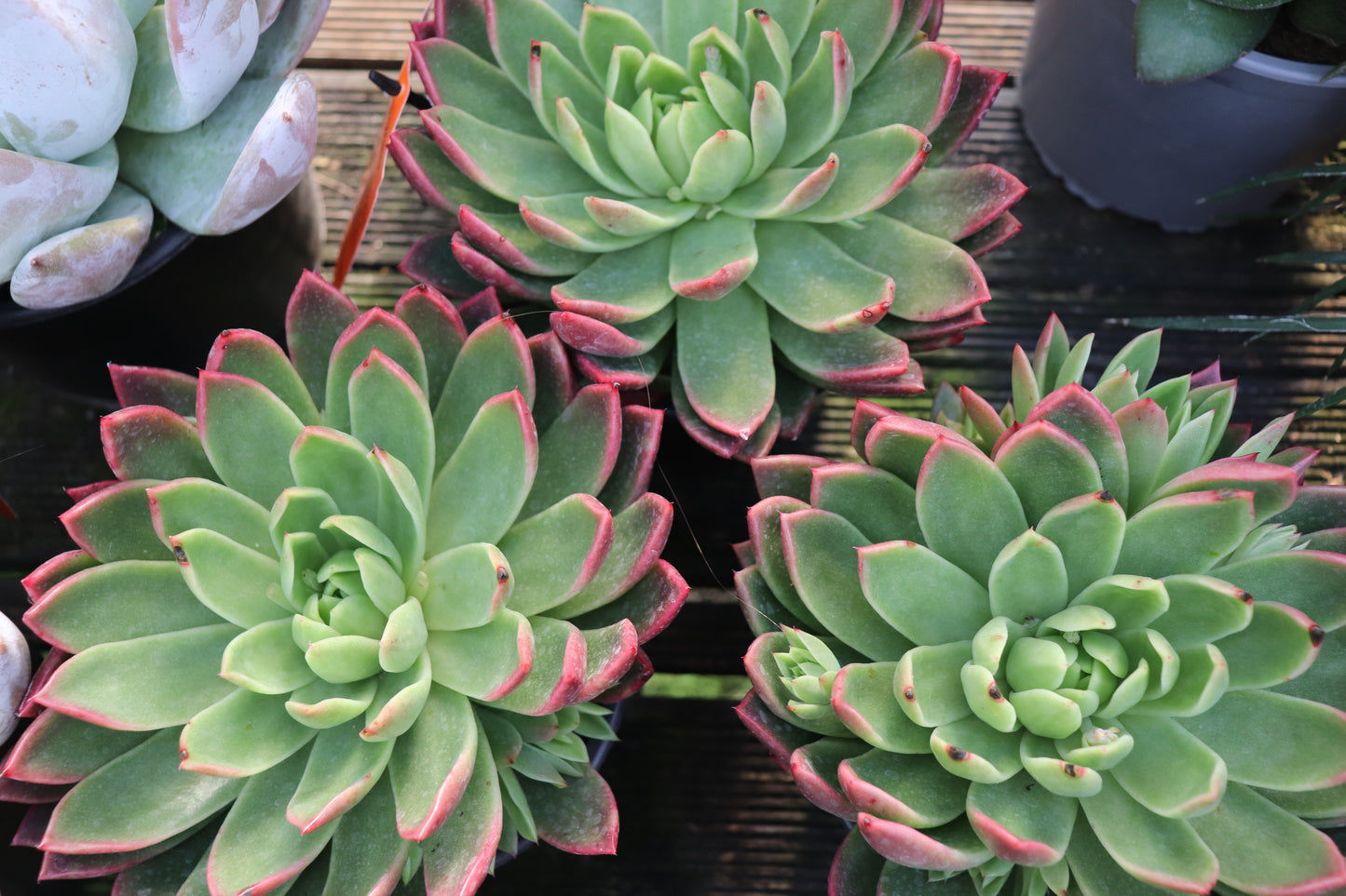 Echeveria Water Lily 2