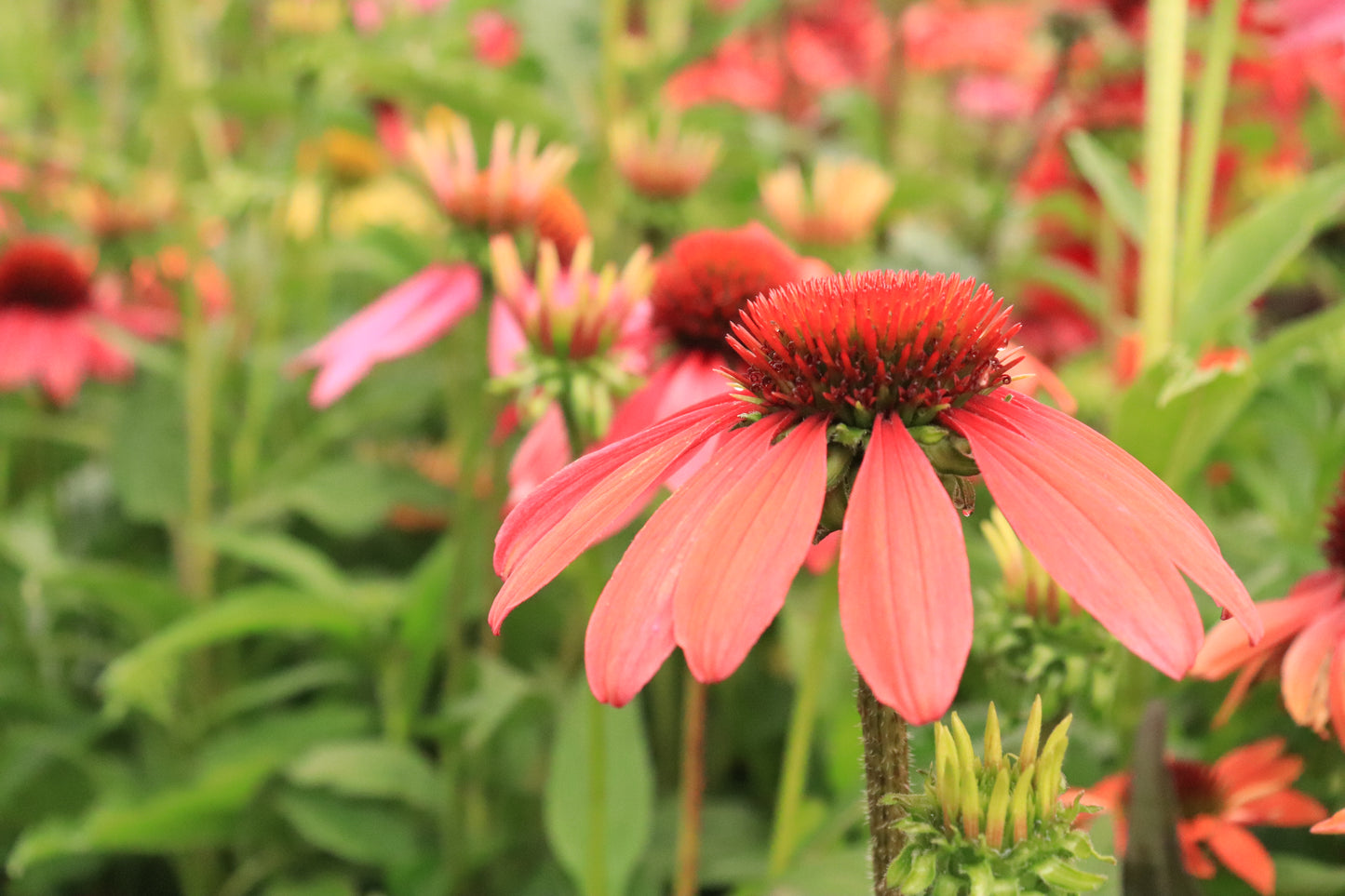 Echinacea Cheyenne Spirit 8