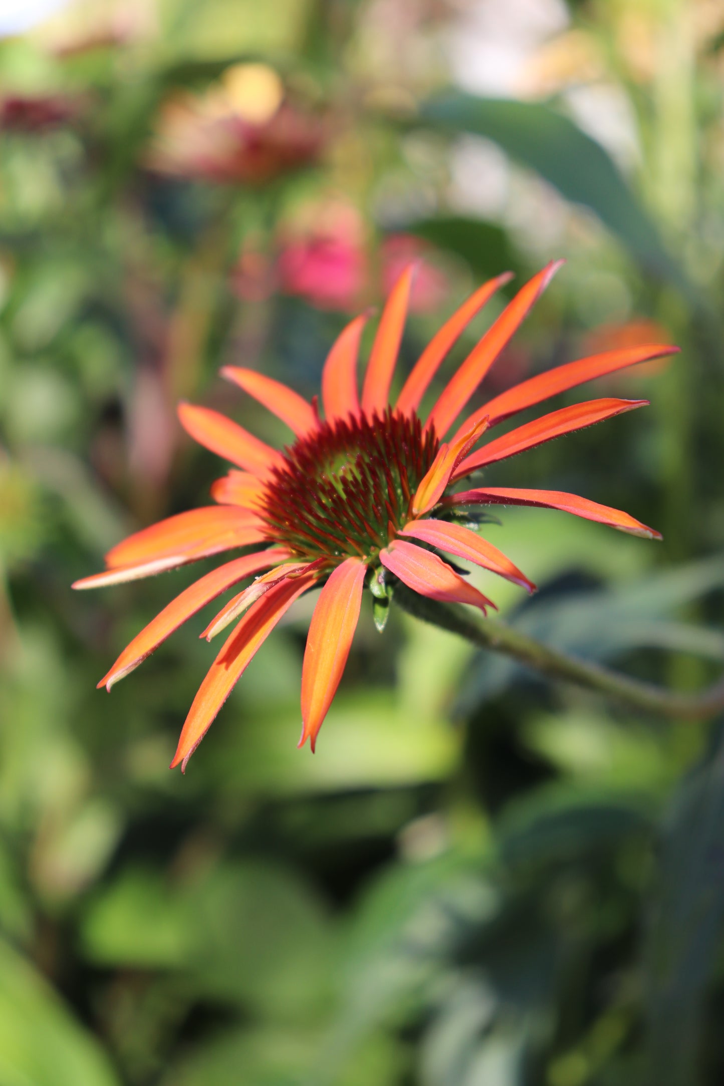 Echinacea Cheyenne Spirit 9