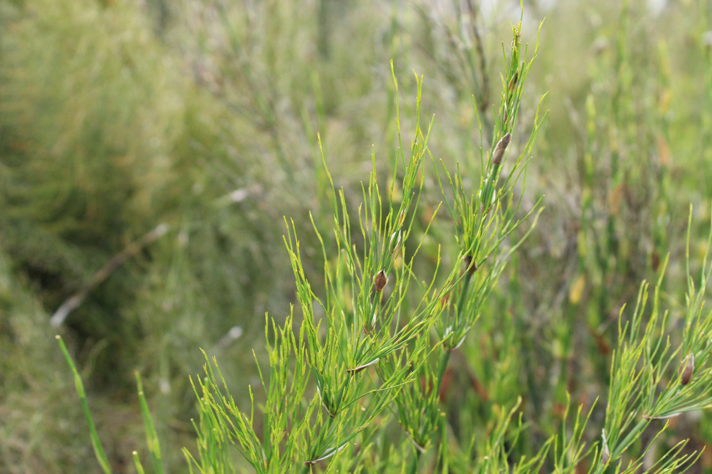 Elegia capensis 2