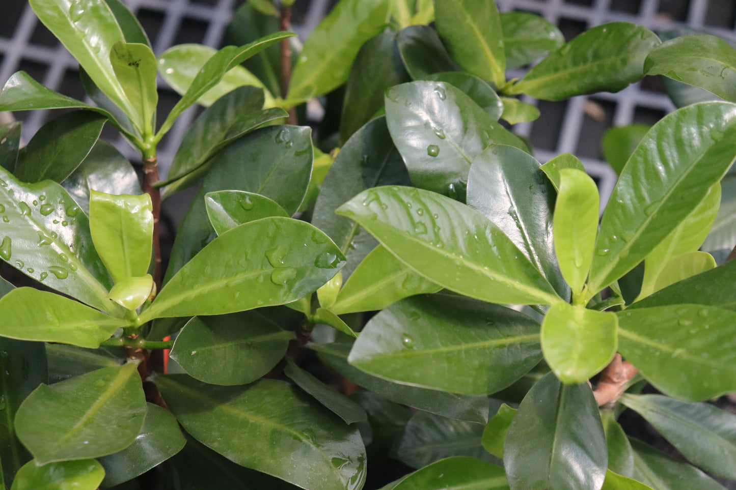 Elingamita johnsonii