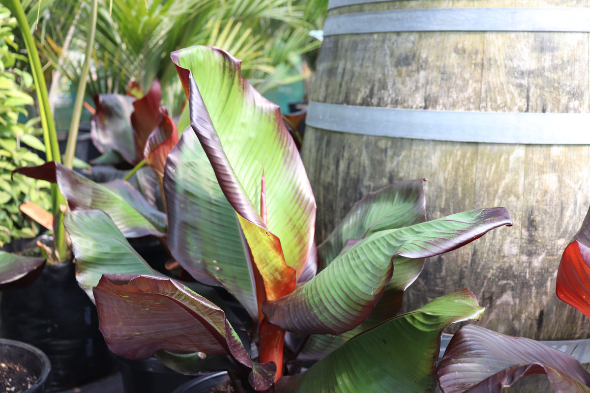 Ensete ventricosum maurelii 2