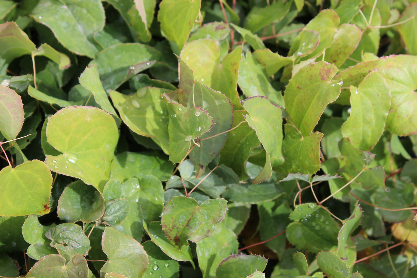 Epimedium grandiflora roseum