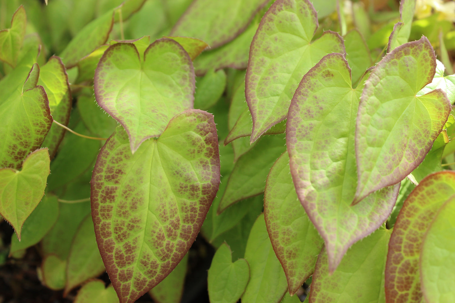 Epimedium grandiflorum Pink 2