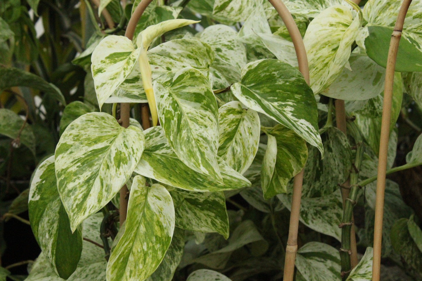 Epipremnum a. Marble Queen