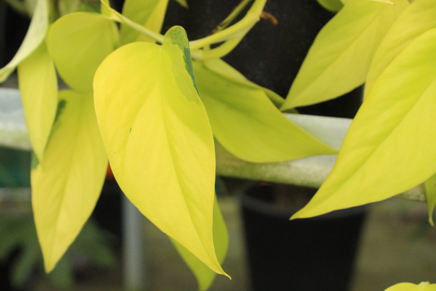 Epipremnum a. Neon