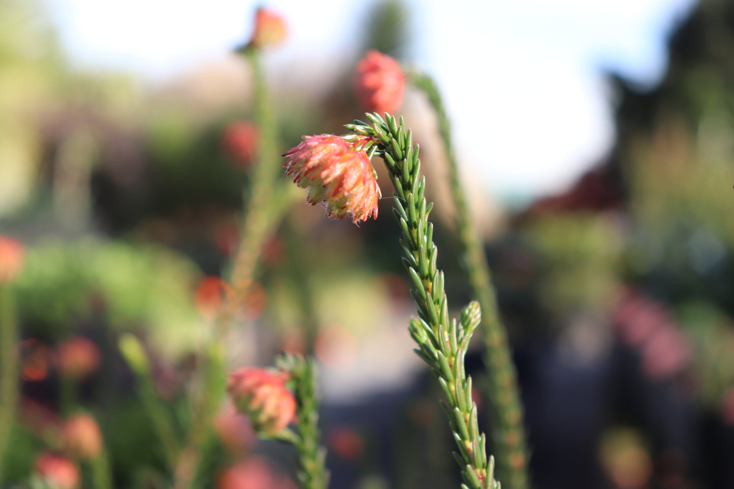 Erica cerinthioides Red 3