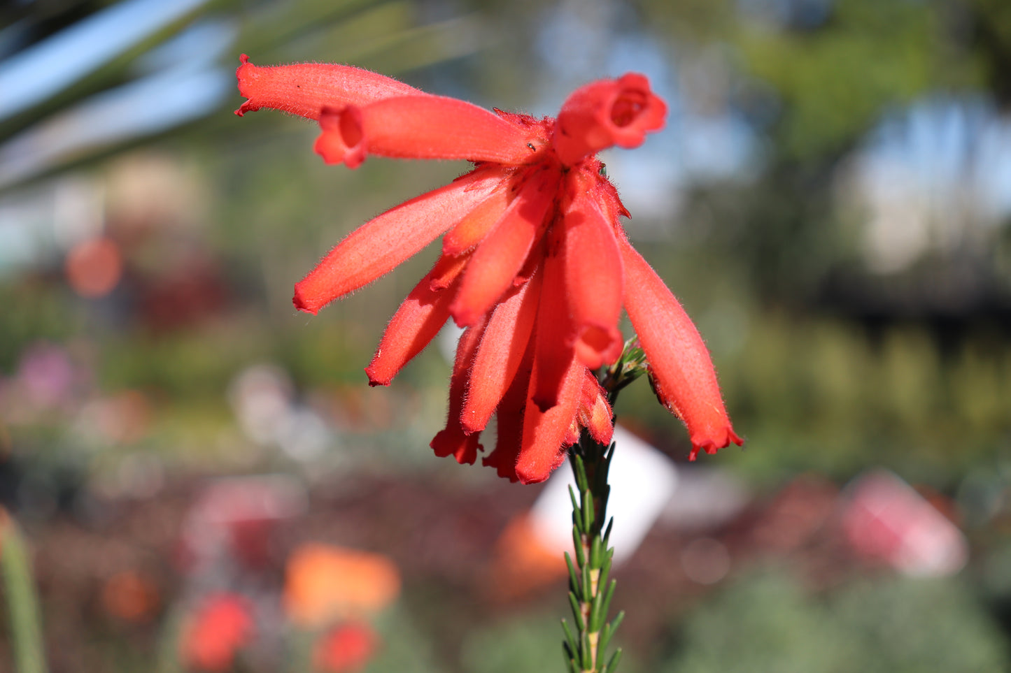 Erica cerinthioides Red 5