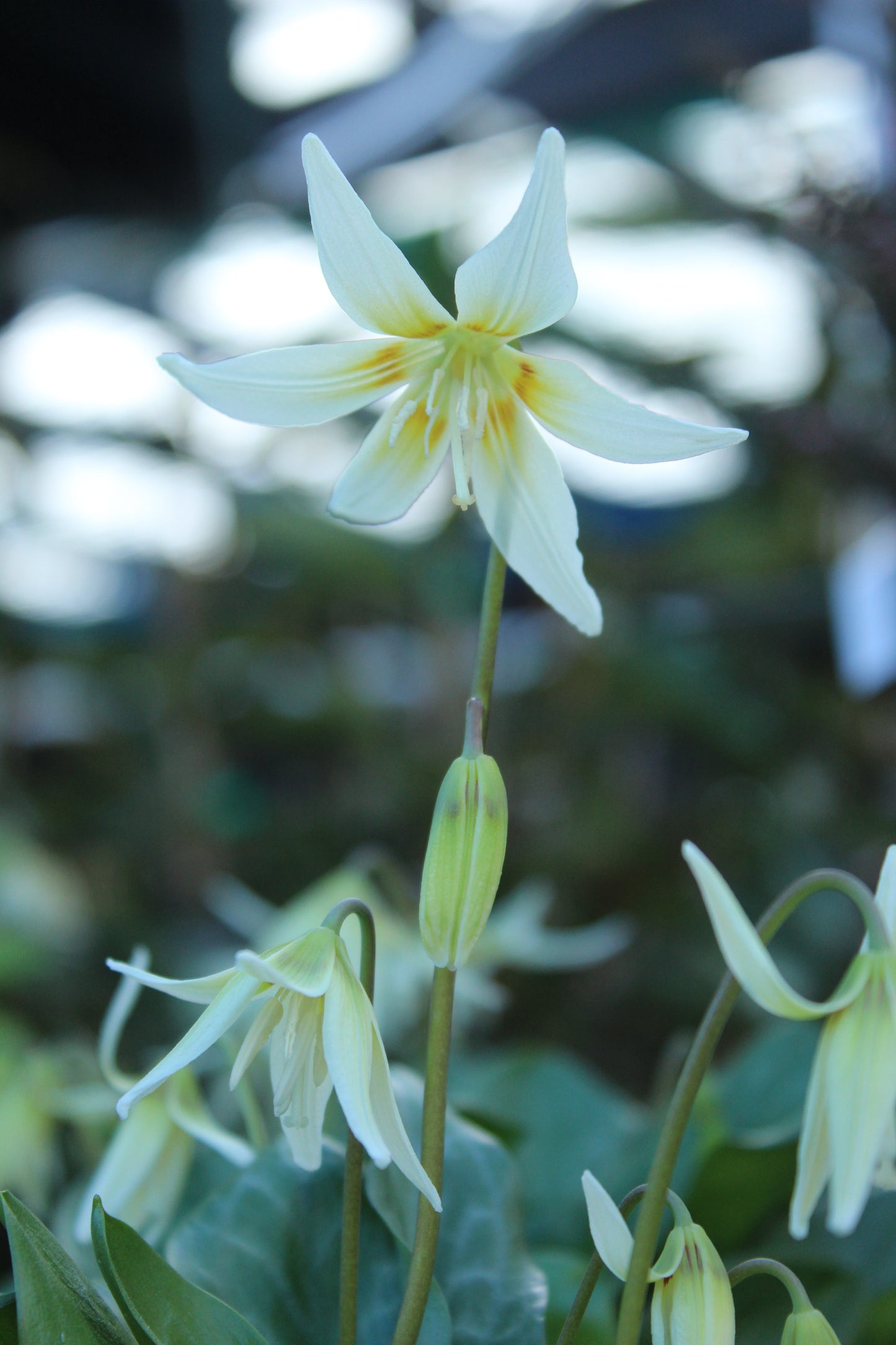 Erythronium White 6