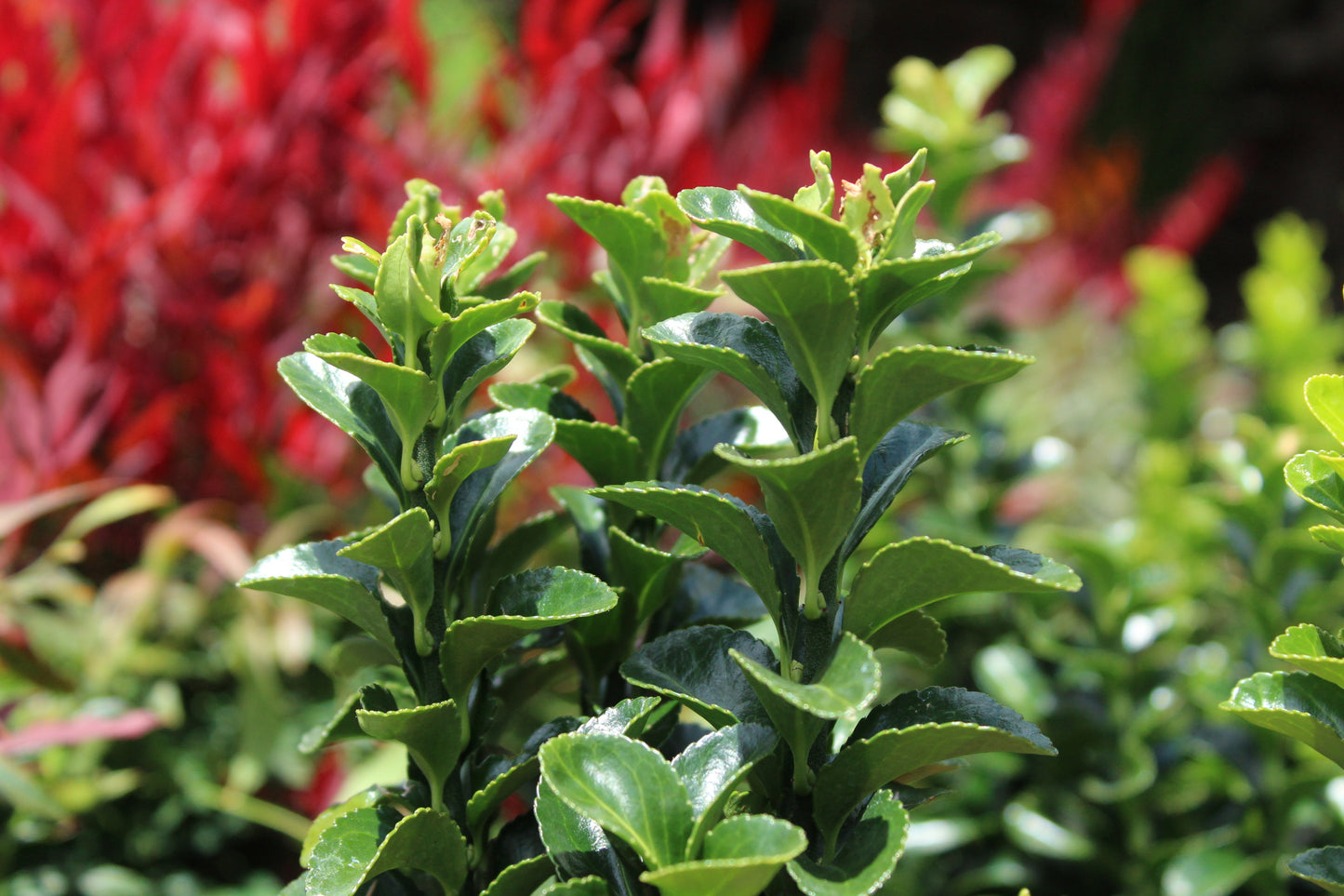 Euonymous 'Emerald Green'