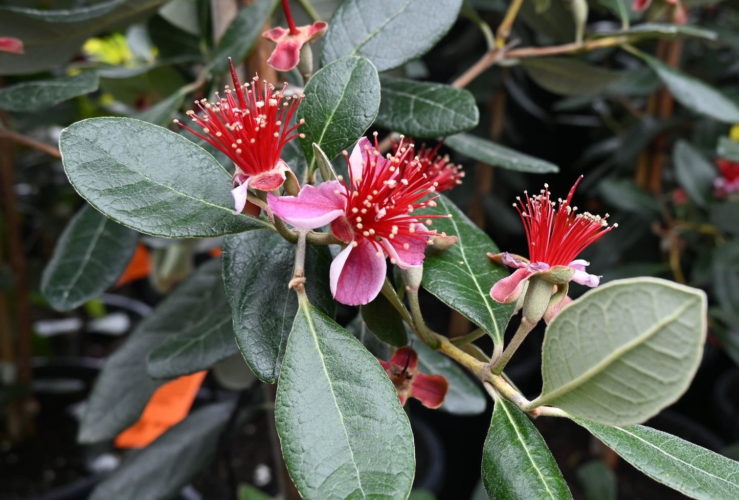 Feijoa Mammoth