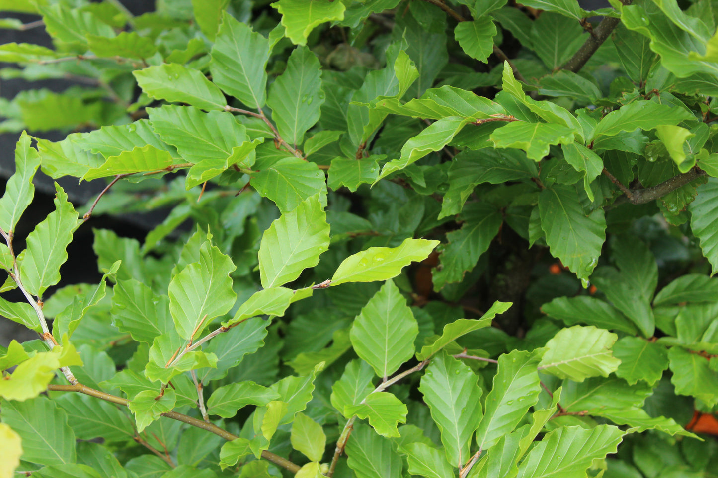Fagus sylvatica