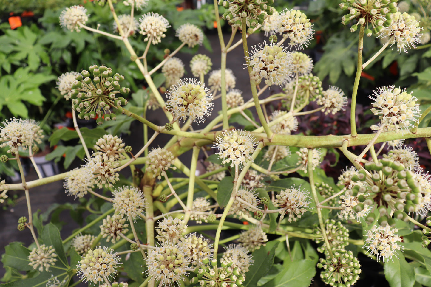 Fatsia Japonica flower
