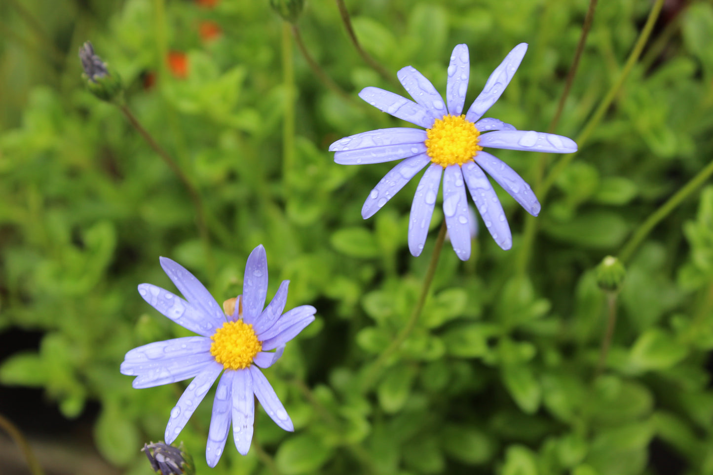 Felicia Felicity Blue