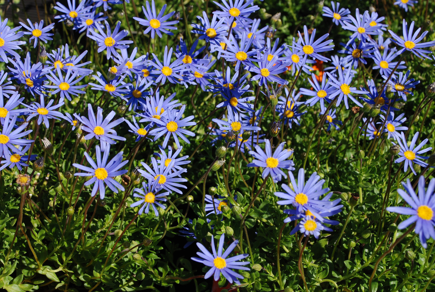 Felicia Felicity Blue 3