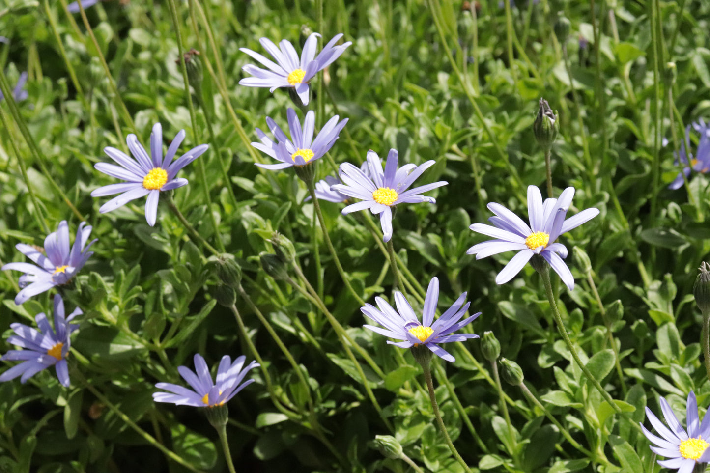 Felicia amelloides 2