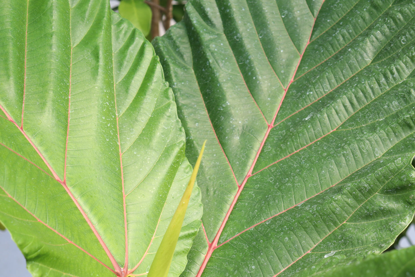Ficus dammaropsis foliage