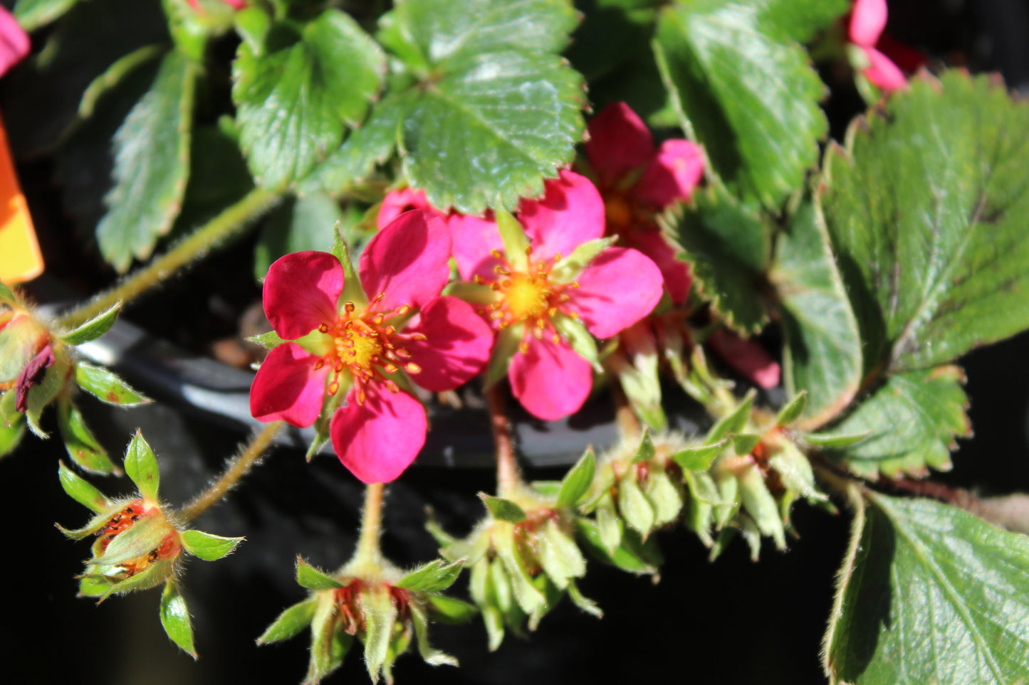 Fragaria X Lipstick 2