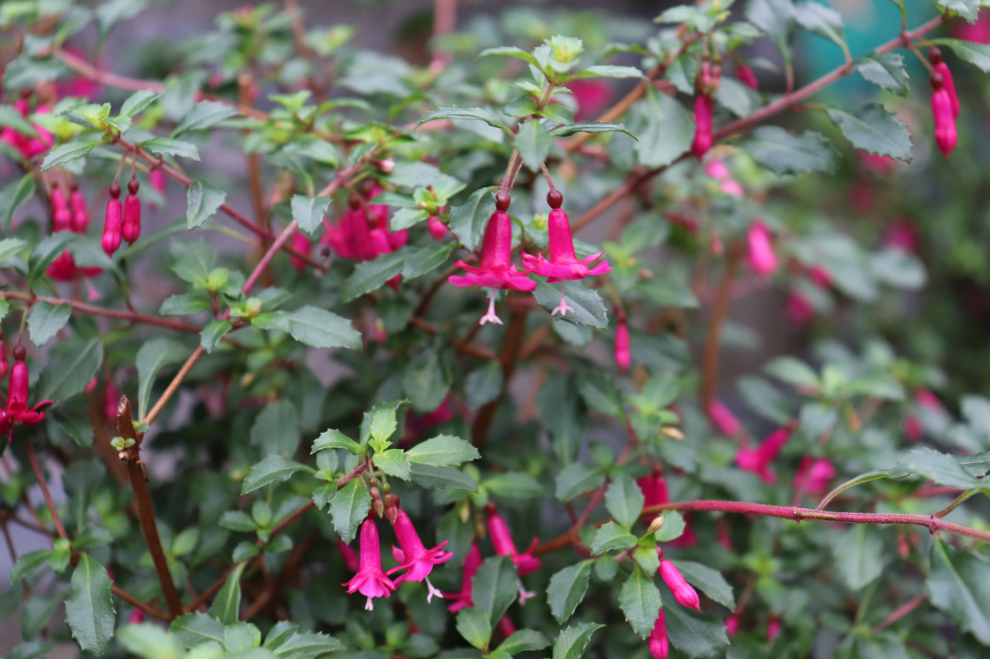 Fuchsia Lottie Hobby 4