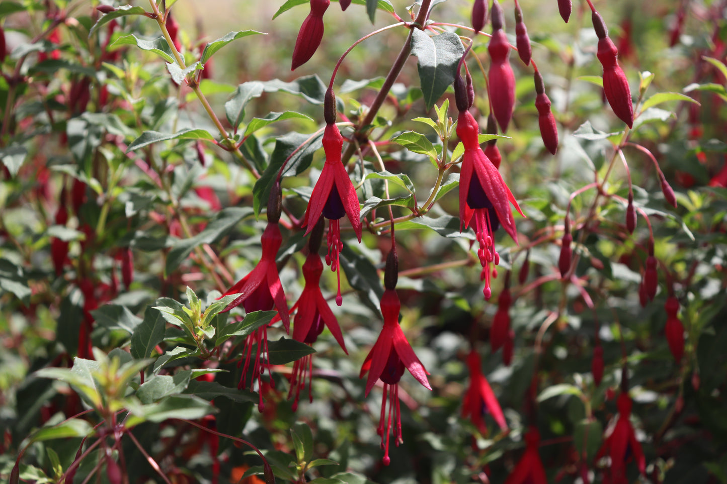 Fuchsia magellanica 4