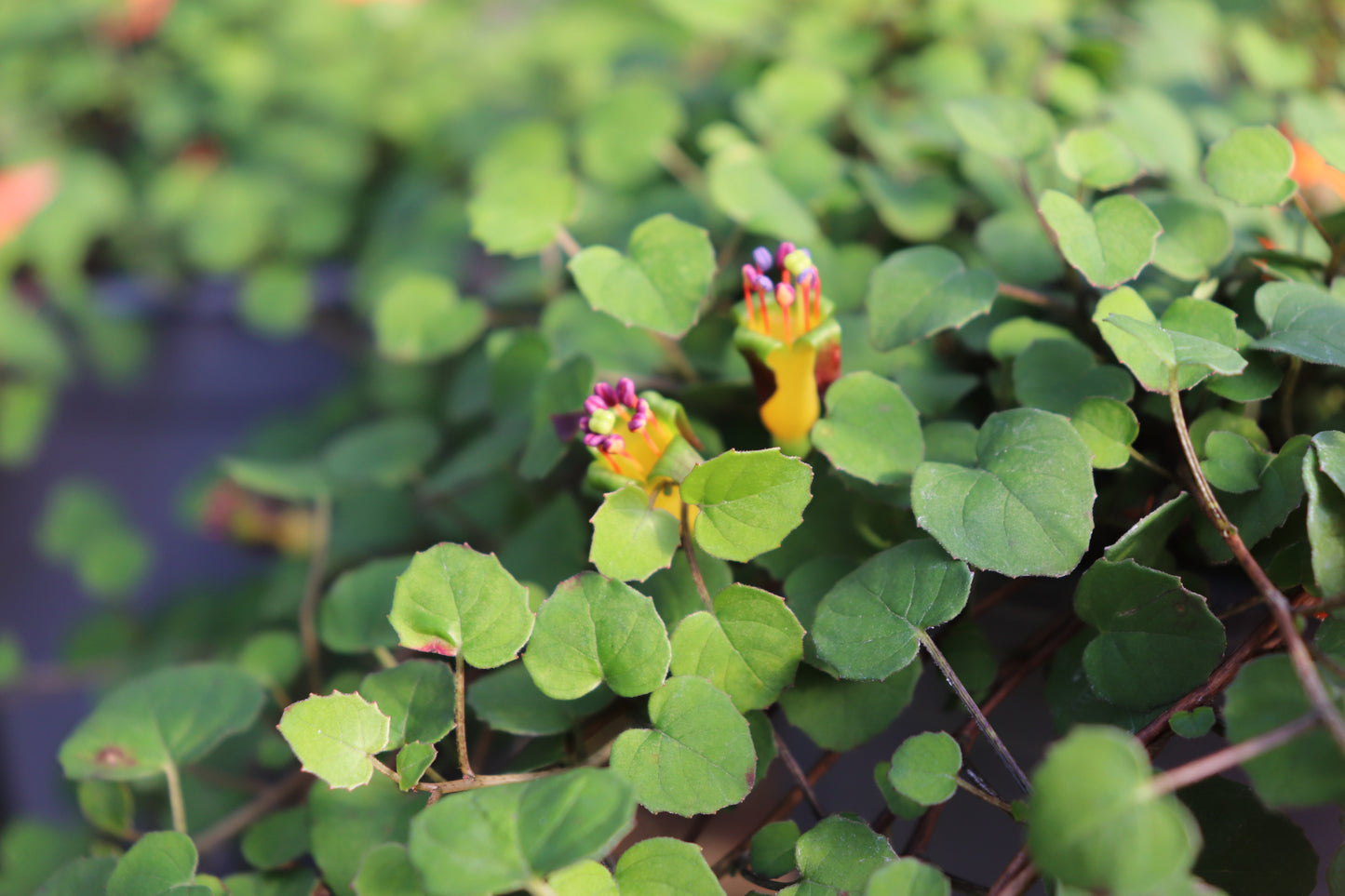 Fuchsia procumbens 3