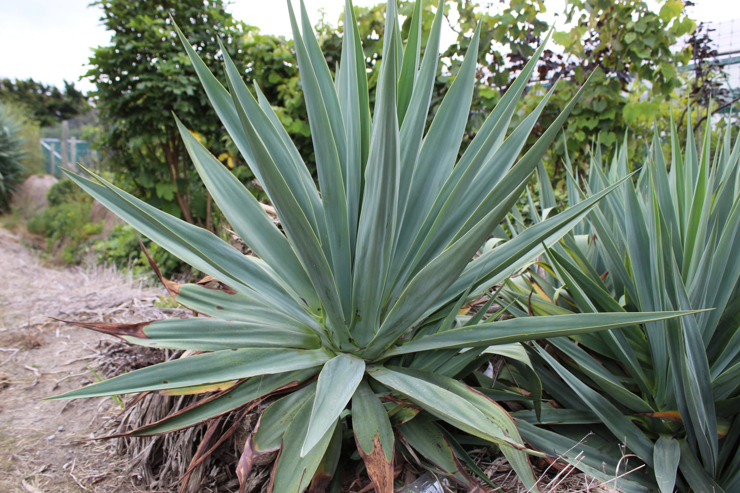 Furcraea quicheensis 3